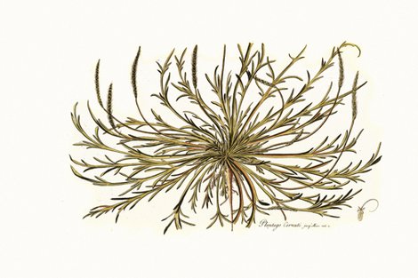 Rrrbotanical_pillow_panel_shop_preview