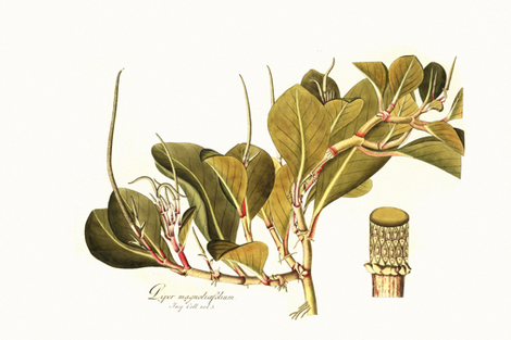 botanical pillow panel 2 fabric by ravynka on Spoonflower - custom fabric