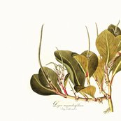 Rrrrbotanical_pillow_panel_2_shop_thumb