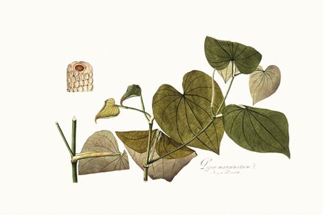 botanical pillow panel 3 fabric by ravynka on Spoonflower - custom fabric