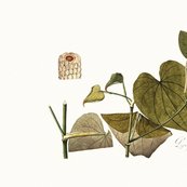 Rrrbotanical_pillow_panel_3_shop_thumb