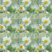 Daisy Company Digital Art