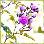 tea rose 