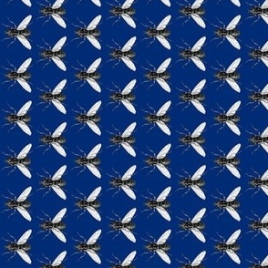 Fly in navy