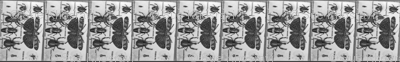 bugs