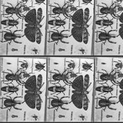 Bugs_shop_thumb