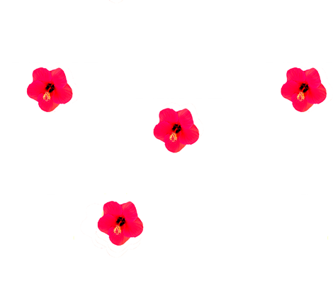 Hibiscus, ATD 802