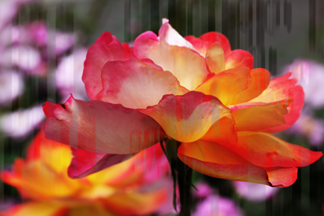 Rose 723