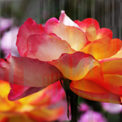 Rose 723
