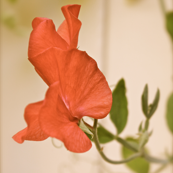 Oh Lovely Sweet Pea
