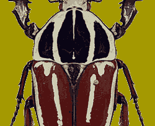 ugandensis beetle green