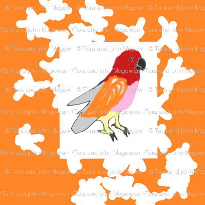 Claire's Bird, ATD 806