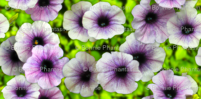 Huge Petunias