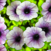 Huge Petunias