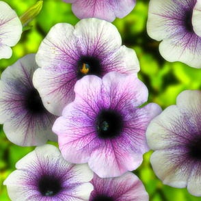 Huge Petunias