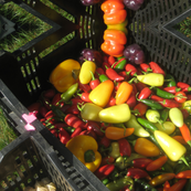 Hot Pepper Geo Pattern