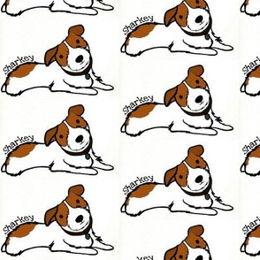 Jack Russell Sharkey 2
