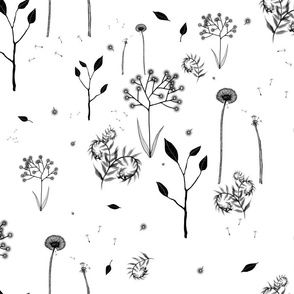 beautiful weeds on white