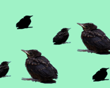Blackbird_chicks on mint