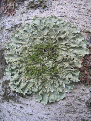 lichen