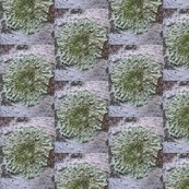 R2823964170_f64b0d5fa4_b_shop_thumb