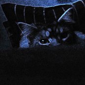 Rrrrrrrrbluecat_shop_thumb
