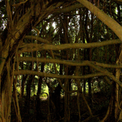 Trees on the Big Island