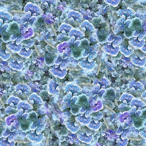 Fungal Repeat
