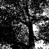 Black_tree_shop_thumb