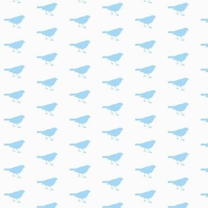 babyblue birds