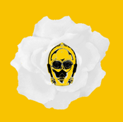 3PO White Rose on Yellow