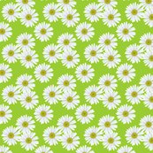 Rrdaisy_pattern_ed_shop_thumb