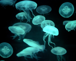 Jellyfish_dangerous_thumb