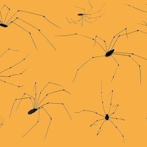 Daddy Long Legs - Orange