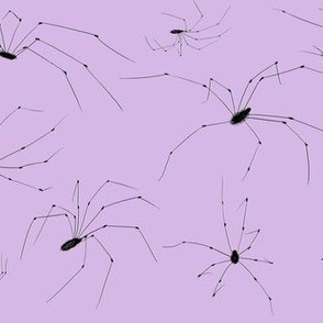 Daddy Long Legs - Purple
