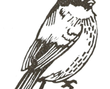 Rrbullfinch_b_w01_thumb