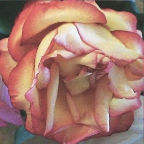 Coral Rose