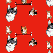 Pembroke Welsh Corgi Dogs