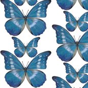 Rrr15x15_blue_butterfly_decal_shop_thumb