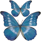 15x15_Blue_Butterfly_Decal