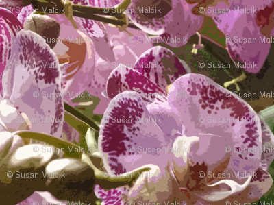 She Wore Pink Orchids