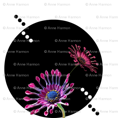 African_daisies