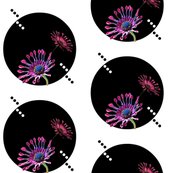 Rrafrican_daisies_shop_thumb