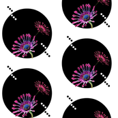 African_daisies