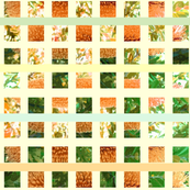 banksia squares