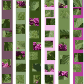 beautyberry stripes