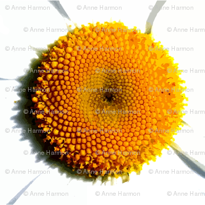 daisy_center