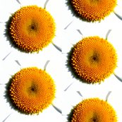 Rrdaisy_center_shop_thumb
