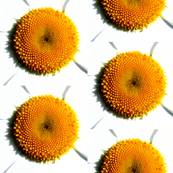 daisy_center