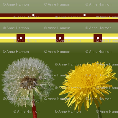 dandelions